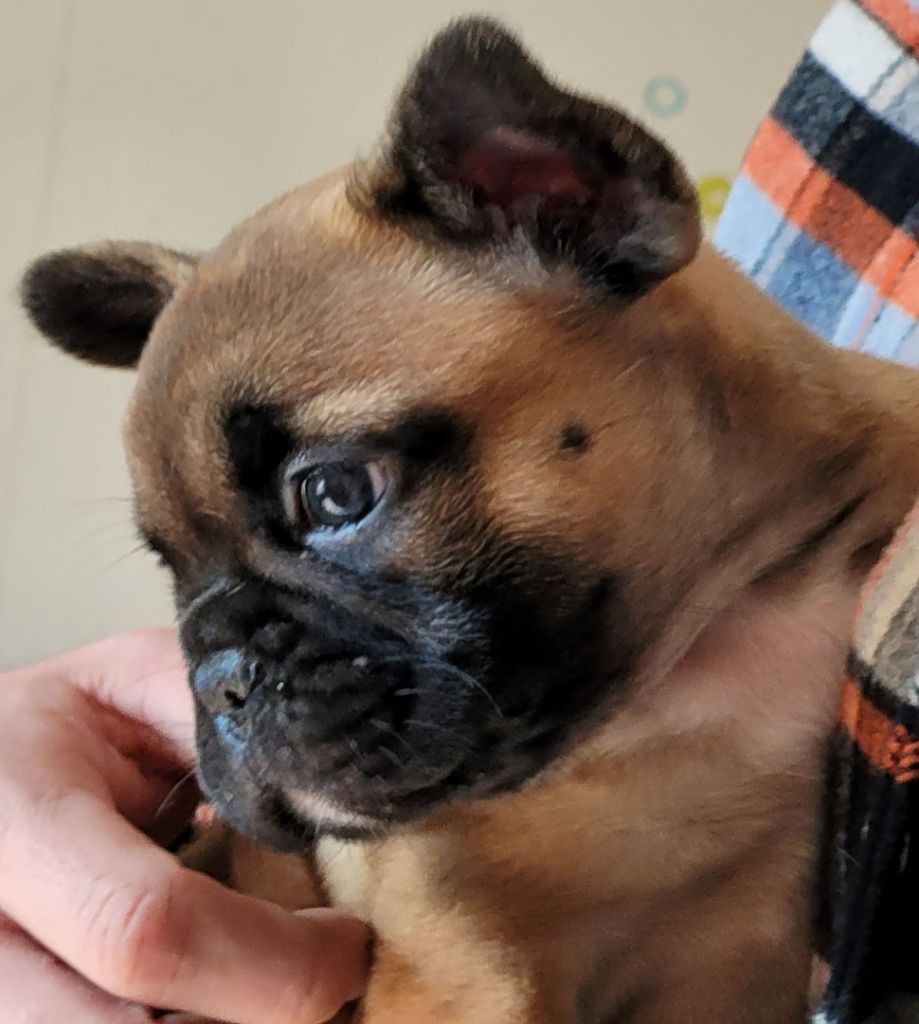 du clan des Boulapat - Bouledogue français - Portée née le 19/01/2023