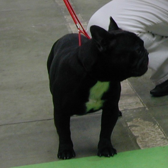 du clan des Boulapat - Bouledogue français - Portée née le 10/04/2010