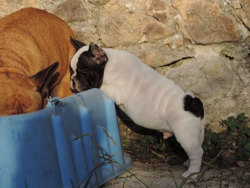 du clan des Boulapat - Bouledogue français - Portée née le 07/09/2014