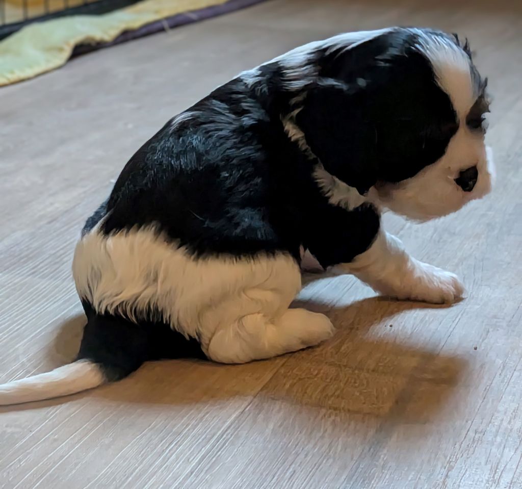 du clan des Boulapat - Chiots disponibles - Cavalier King Charles Spaniel