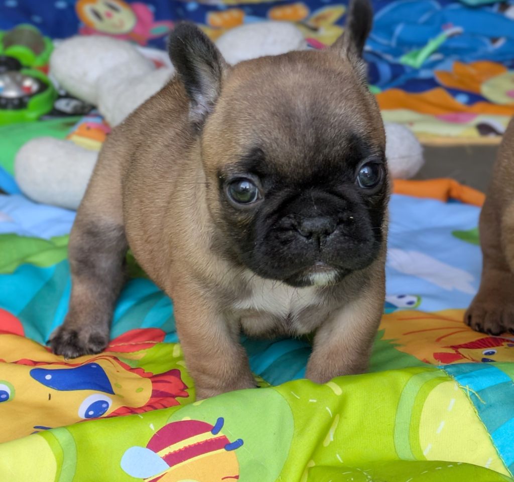 du clan des Boulapat - Chiots disponibles - Bouledogue français