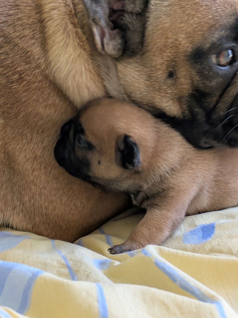 du clan des Boulapat - Chiots disponibles - Bouledogue français