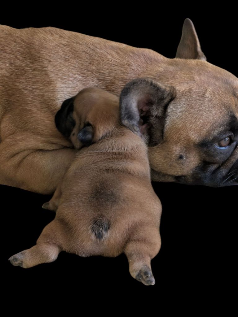 du clan des Boulapat - Chiots disponibles - Bouledogue français