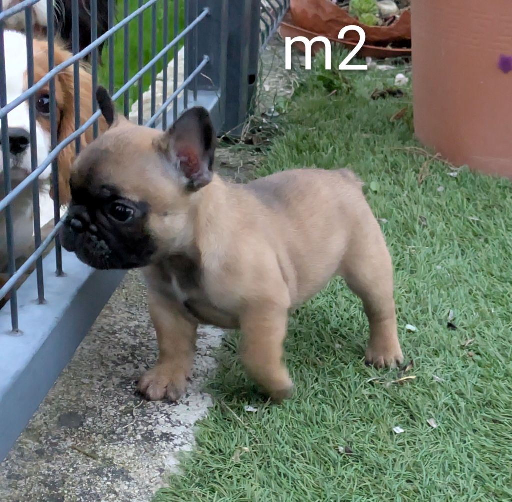 du clan des Boulapat - Chiots disponibles - Bouledogue français