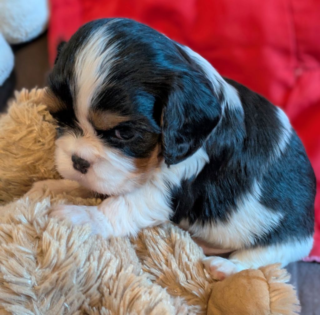 du clan des Boulapat - Chiots disponibles - Cavalier King Charles Spaniel