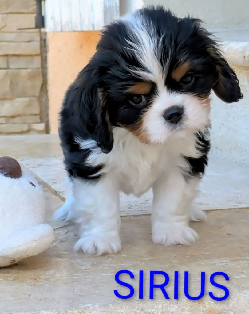 du clan des Boulapat - Chiots disponibles - Cavalier King Charles Spaniel