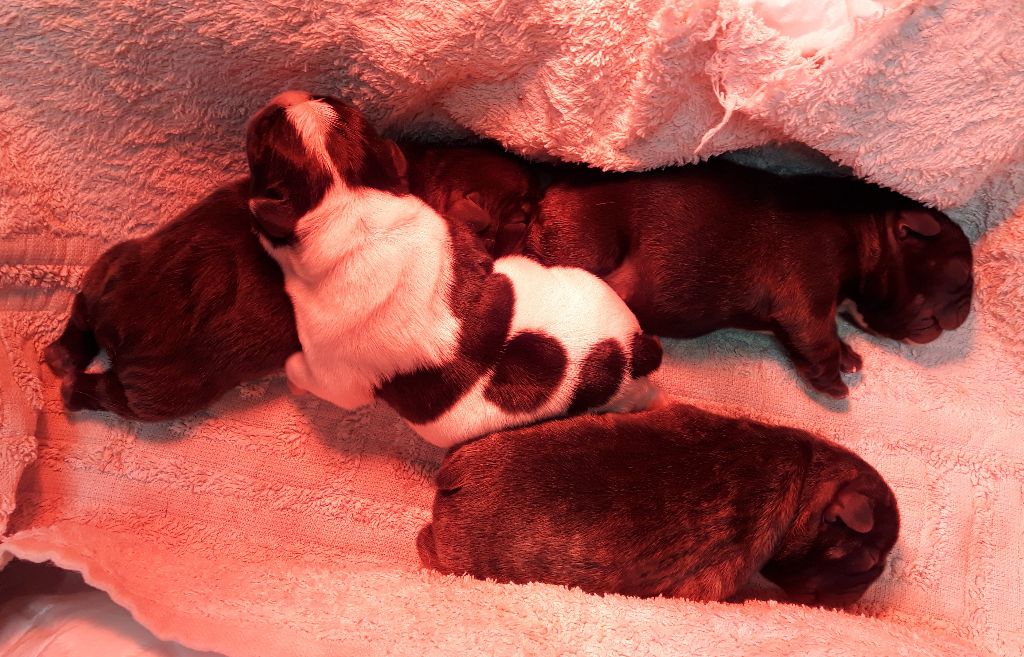du clan des Boulapat - Bouledogue français - Portée née le 28/01/2019