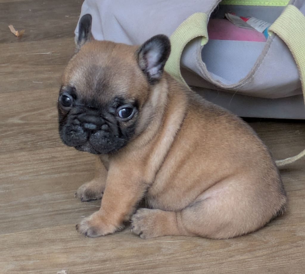 du clan des Boulapat - Chiots disponibles - Bouledogue français
