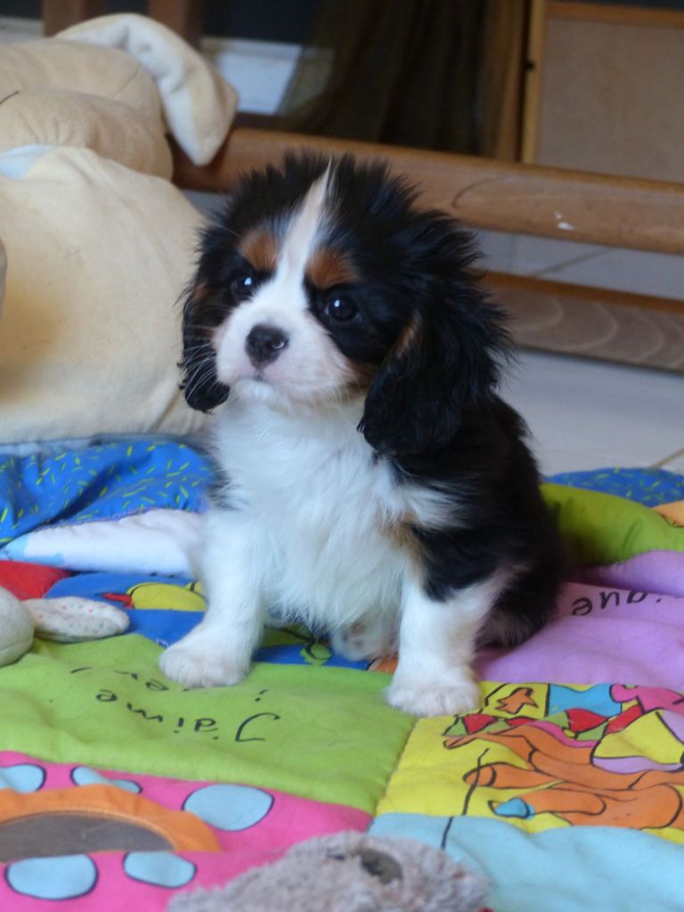 du clan des Boulapat - Cavalier King Charles Spaniel - Portée née le 04/09/2021