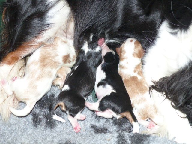 du clan des Boulapat - Cavalier King Charles Spaniel - Portée née le 09/02/2019