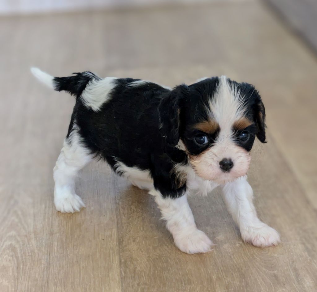 du clan des Boulapat - Chiots disponibles - Cavalier King Charles Spaniel