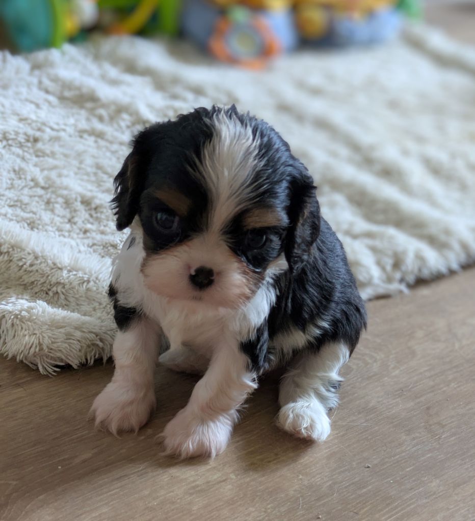 du clan des Boulapat - Chiots disponibles - Cavalier King Charles Spaniel