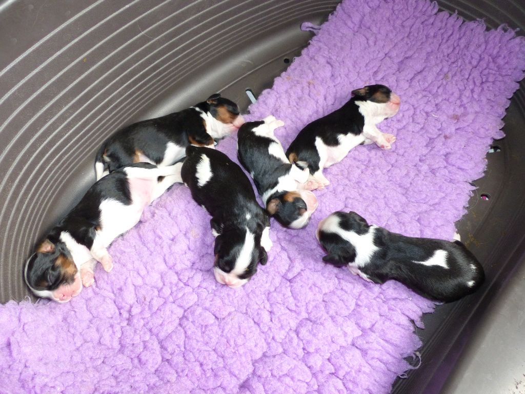 du clan des Boulapat - Cavalier King Charles Spaniel - Portée née le 19/02/2018
