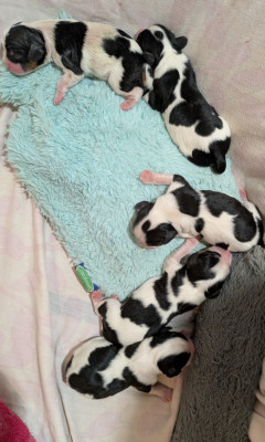 Chiot N°3