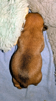 CHIOT 2