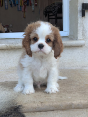 BILLY