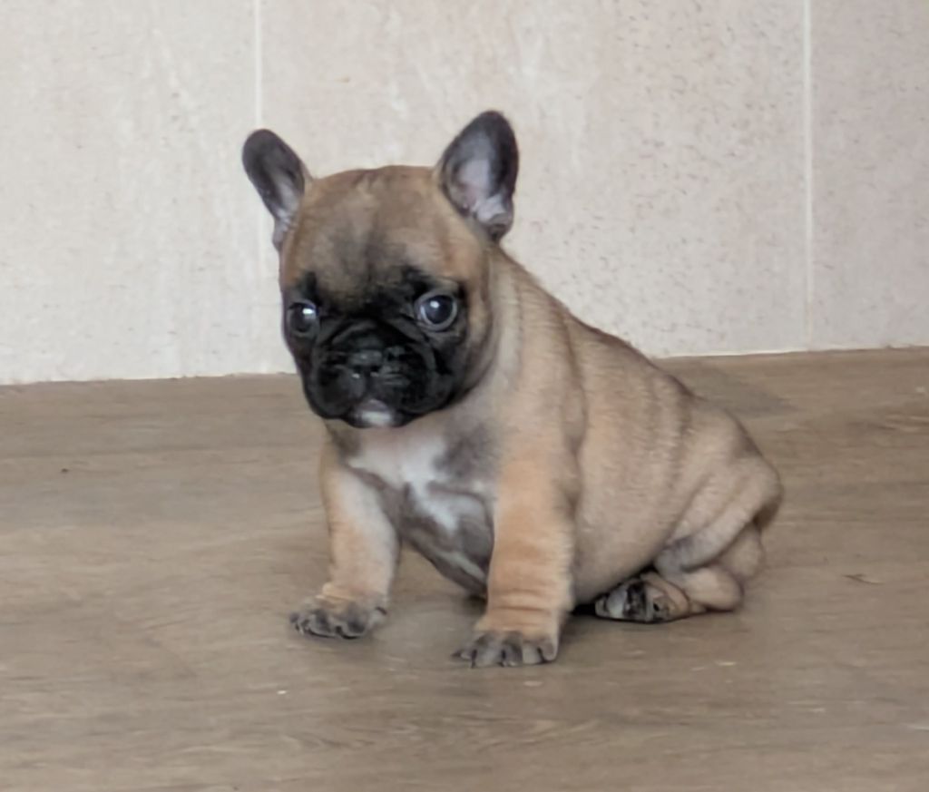 du clan des Boulapat - Chiots disponibles - Bouledogue français