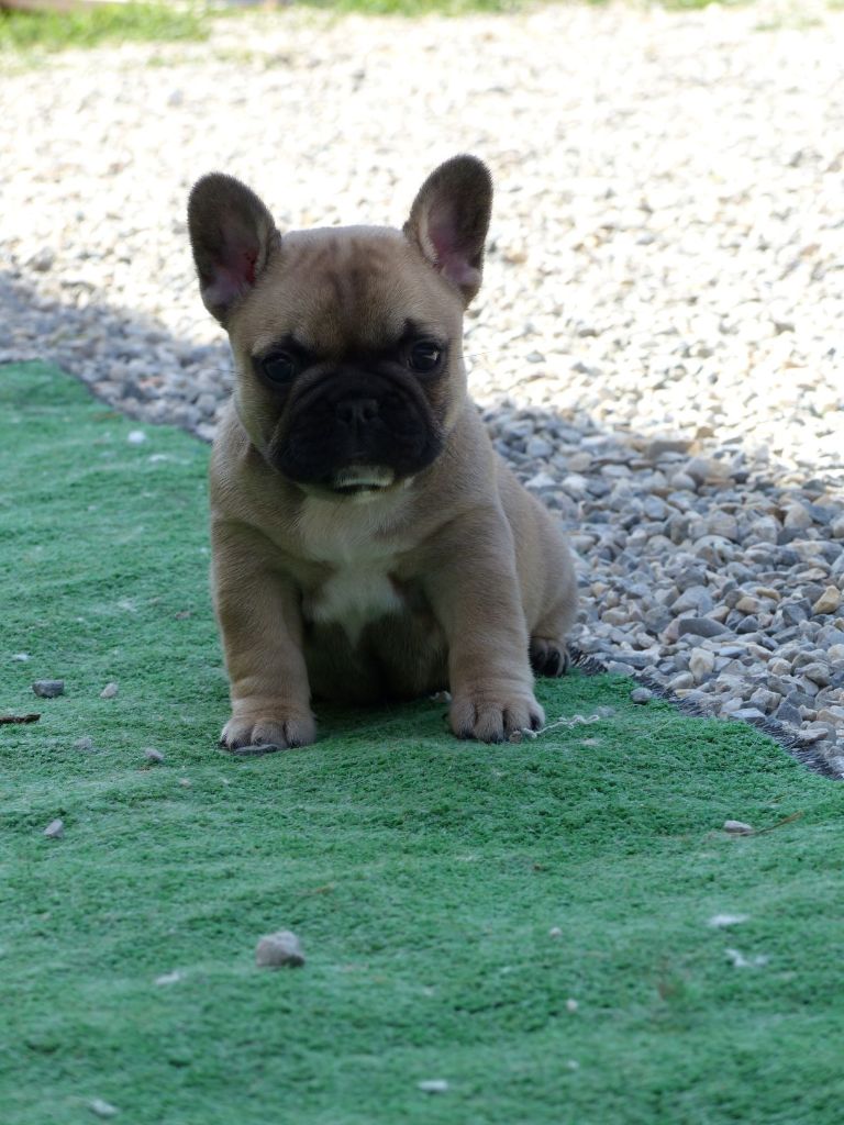 du clan des Boulapat - Bouledogue français - Portée née le 05/06/2020