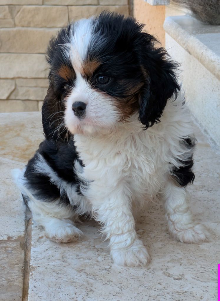 du clan des Boulapat - Chiots disponibles - Cavalier King Charles Spaniel