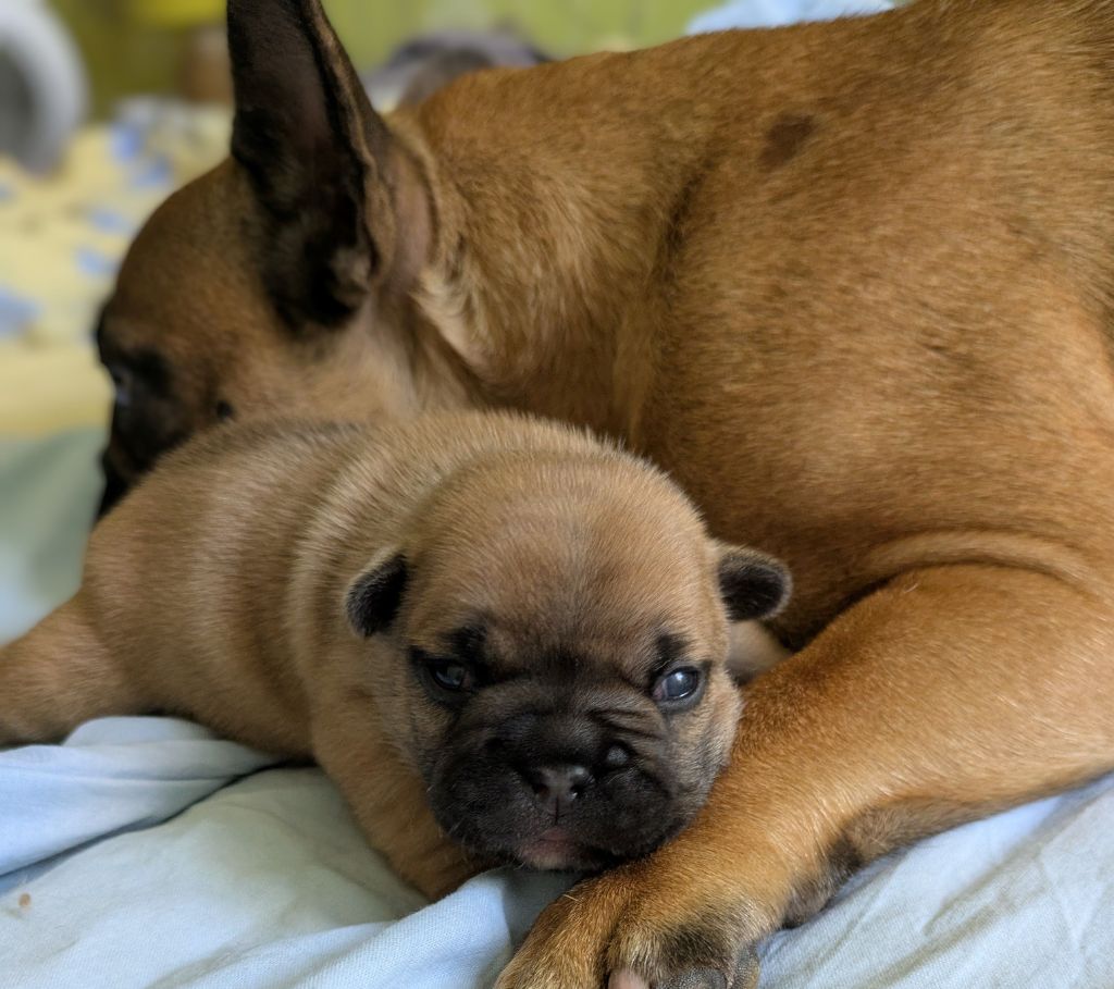 du clan des Boulapat - Chiots disponibles - Bouledogue français
