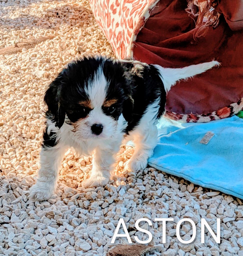 du clan des Boulapat - Chiots disponibles - Cavalier King Charles Spaniel