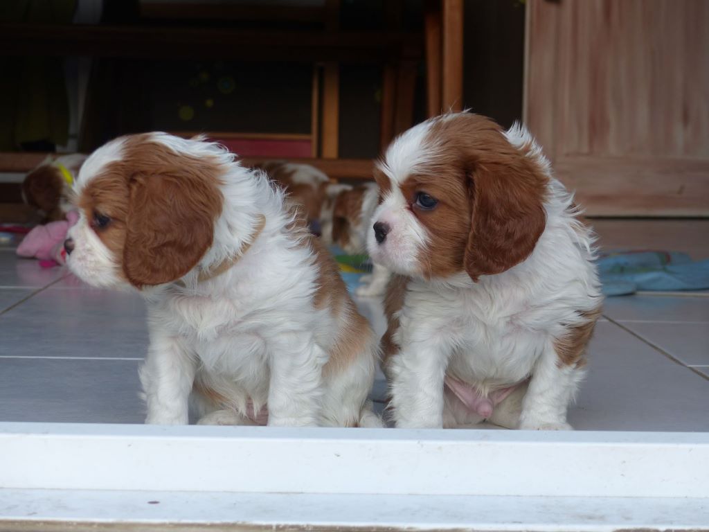 du clan des Boulapat - Cavalier King Charles Spaniel - Portée née le 01/01/2020