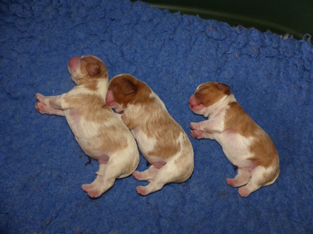 du clan des Boulapat - Cavalier King Charles Spaniel - Portée née le 05/06/2018