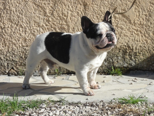 du clan des Boulapat - Bouledogue français - Portée née le 02/10/2012