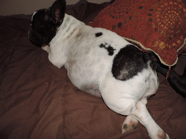 du clan des Boulapat - Bouledogue français - Portée née le 25/01/2014