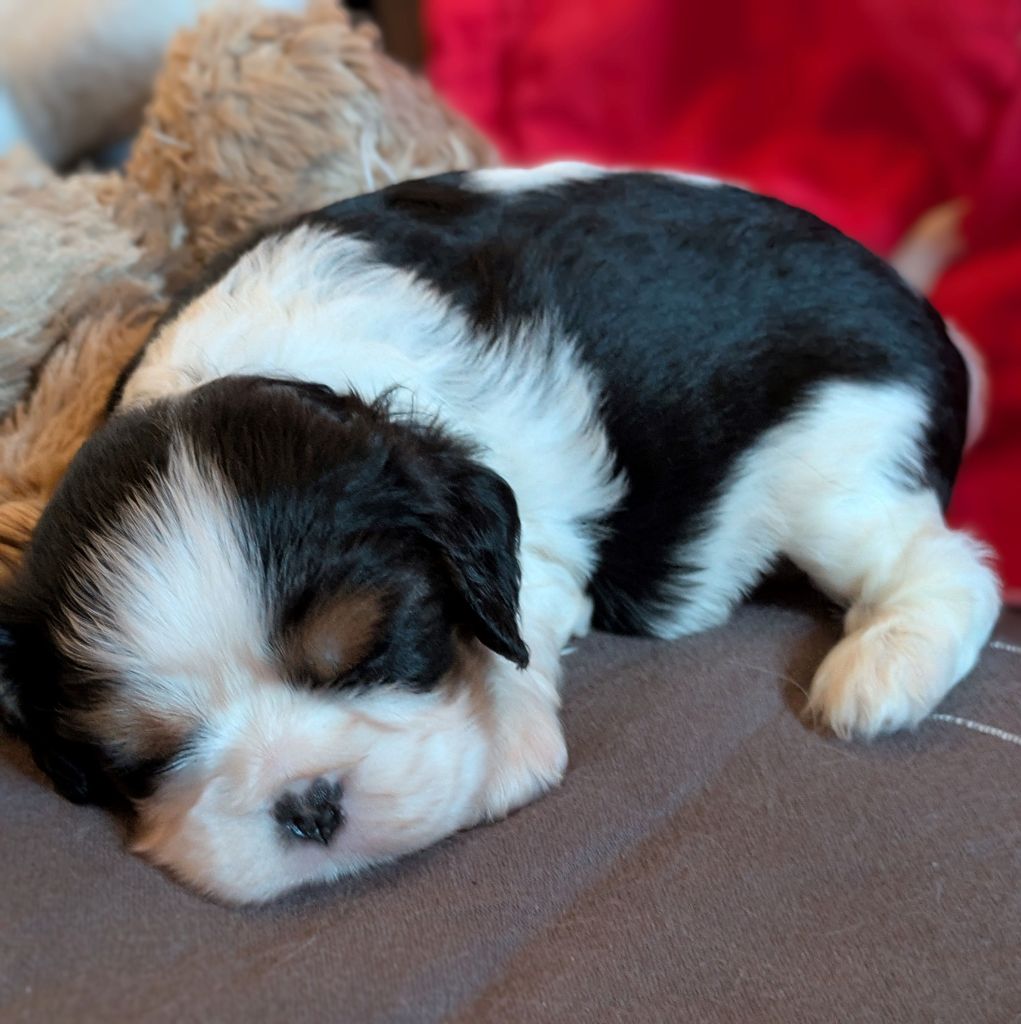 du clan des Boulapat - Chiots disponibles - Cavalier King Charles Spaniel