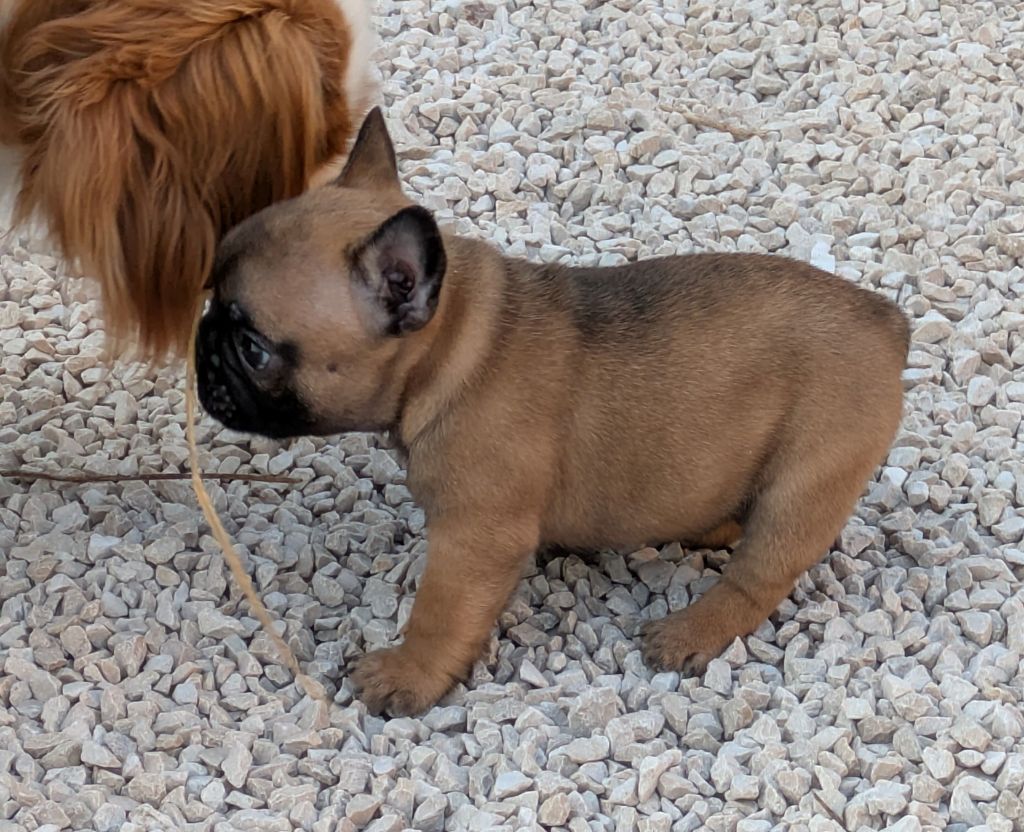 du clan des Boulapat - Chiots disponibles - Bouledogue français