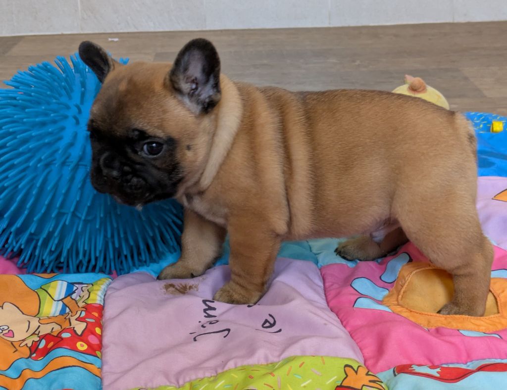 du clan des Boulapat - Chiots disponibles - Bouledogue français