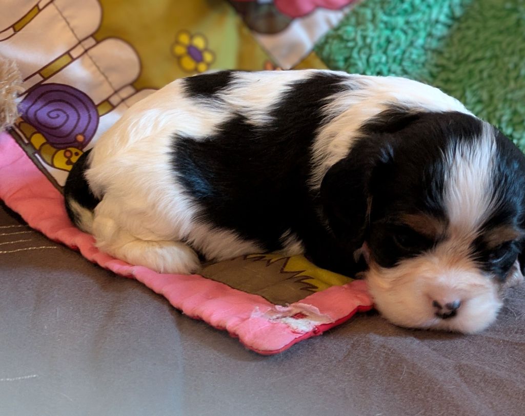 du clan des Boulapat - Chiots disponibles - Cavalier King Charles Spaniel