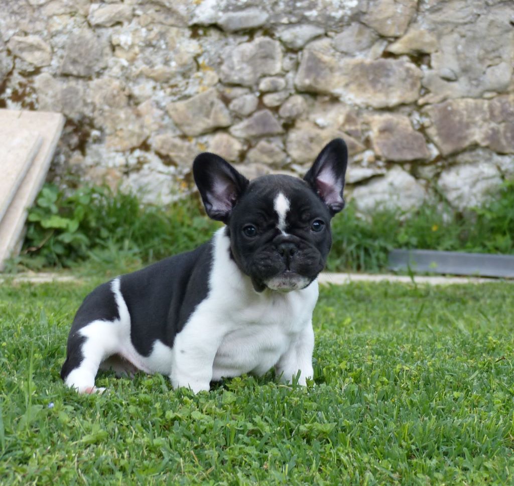 du clan des Boulapat - Bouledogue français - Portée née le 25/03/2020