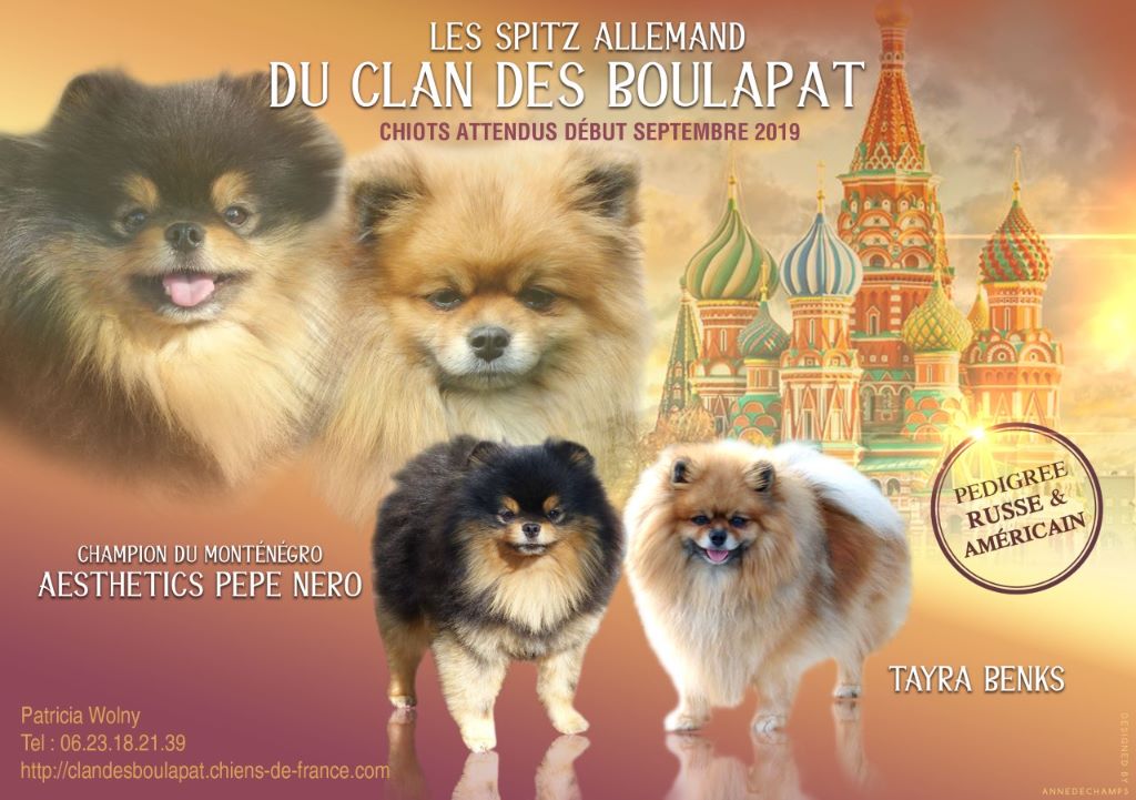 du clan des Boulapat - Spitz allemand - Portée née le 05/09/2019