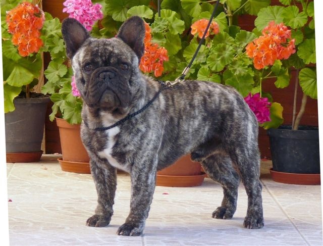 du clan des Boulapat - Bouledogue français - Portée née le 02/09/2011