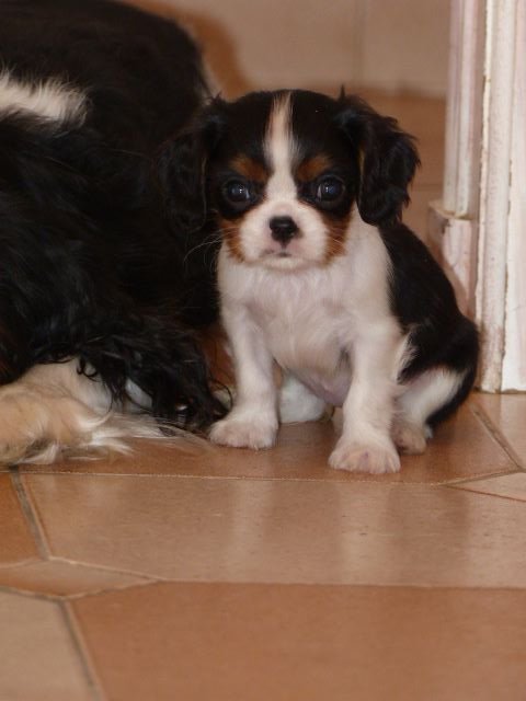 du clan des Boulapat - Cavalier King Charles Spaniel - Portée née le 12/11/2019