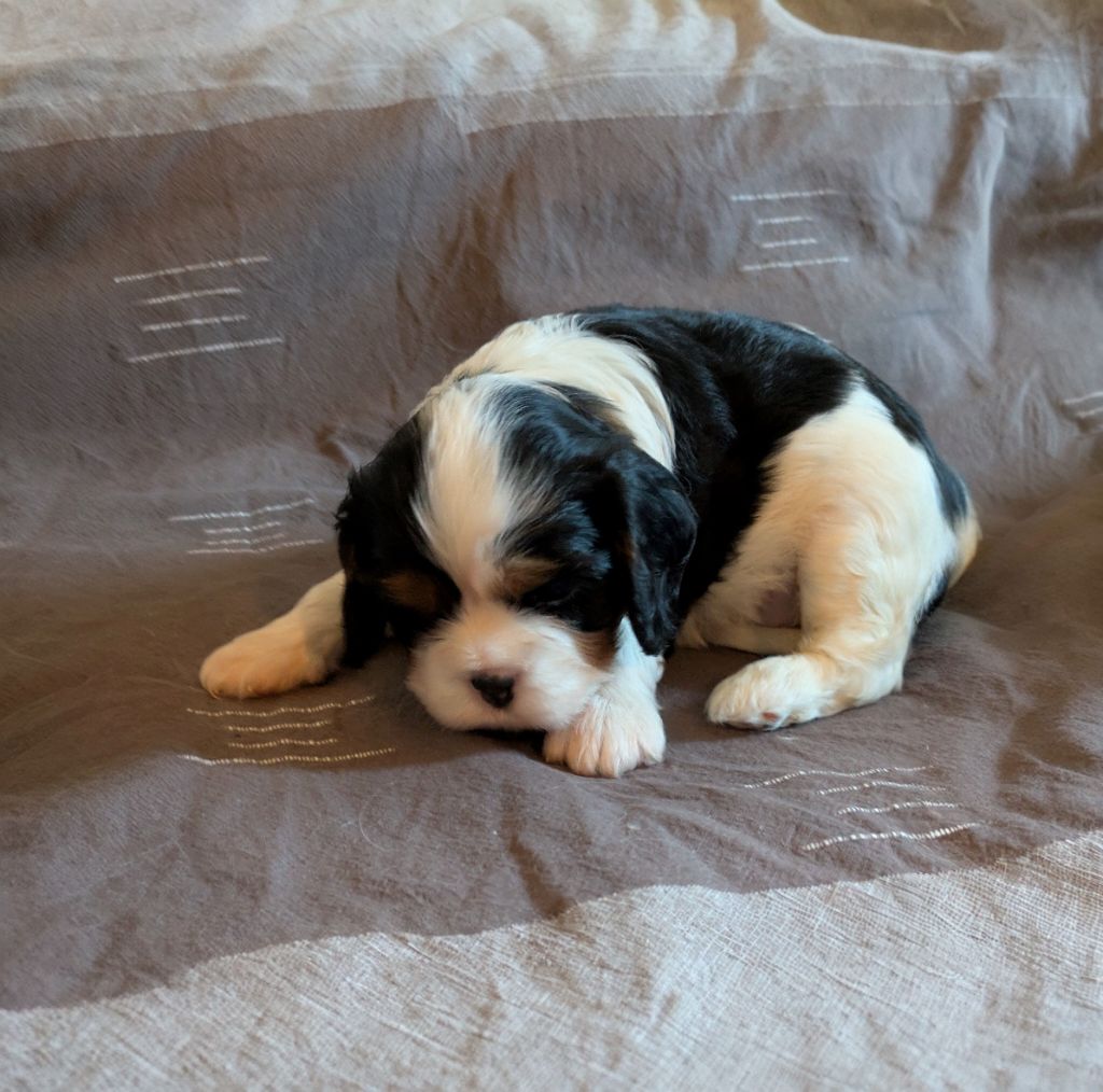 du clan des Boulapat - Chiots disponibles - Cavalier King Charles Spaniel
