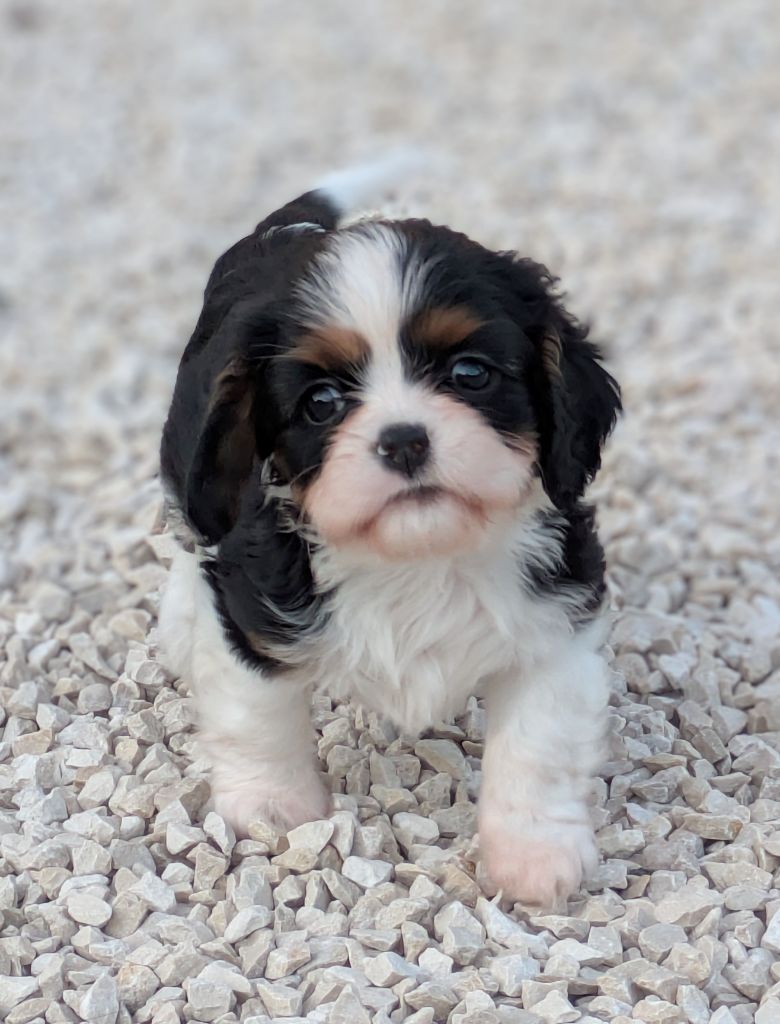 du clan des Boulapat - Chiots disponibles - Cavalier King Charles Spaniel
